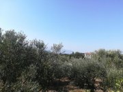 Aspro Olivenhain mit Meer- und Bergblick auf Kreta zum Verkauf Grundstück kaufen